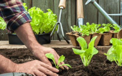 Como fazer uma horta orgânica em nossa casa.